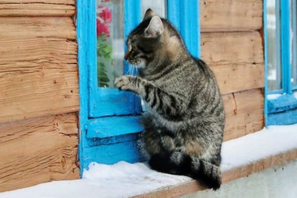 Рабочая ссылка на кракен